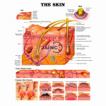 Human Skin Chart